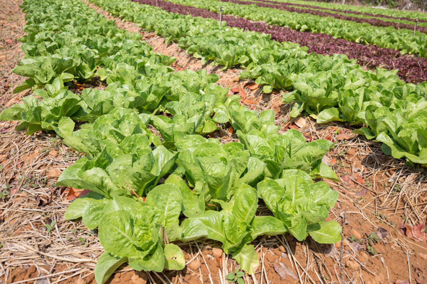 Chinese cabbage