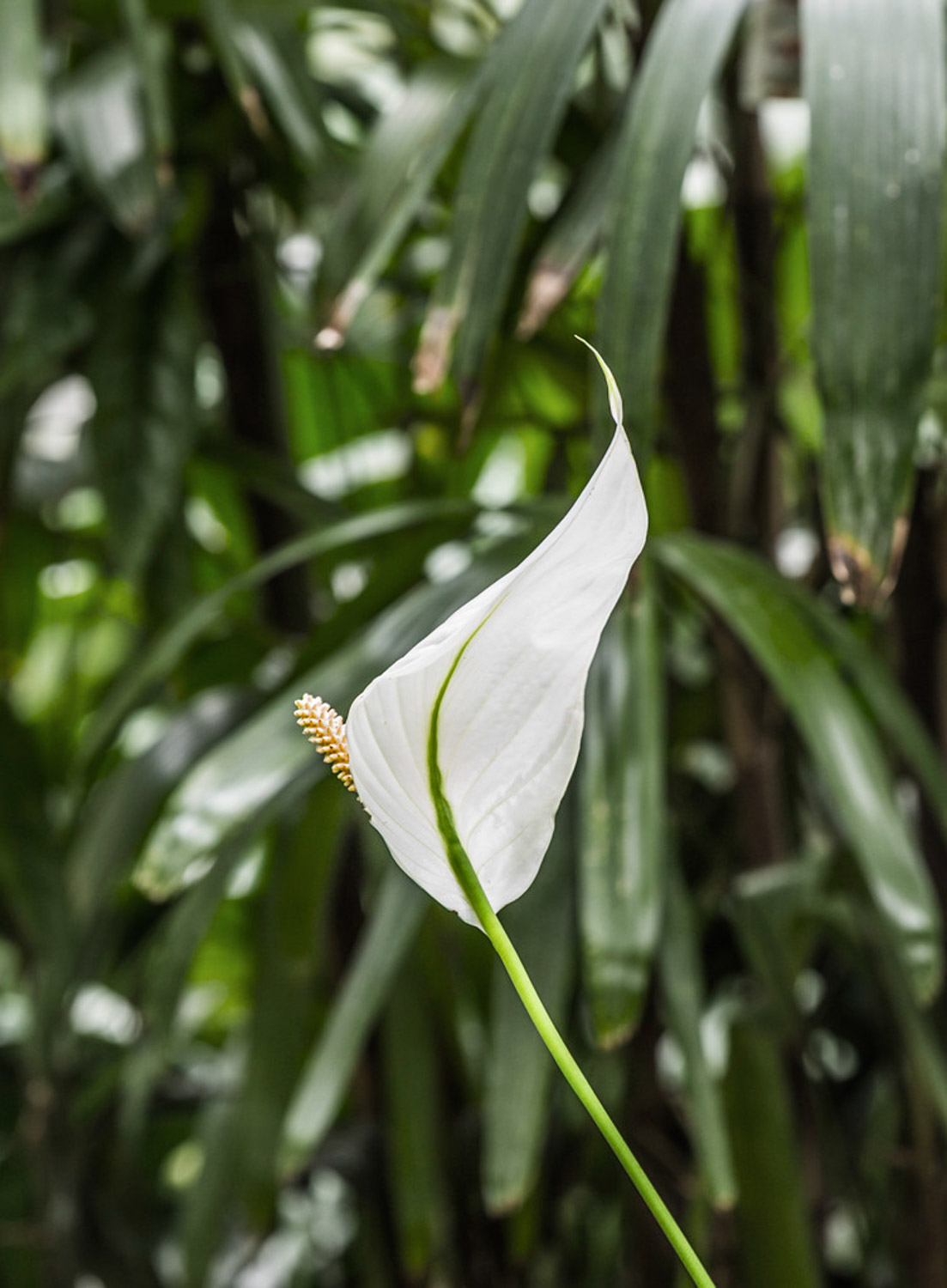 Spathiphyllum