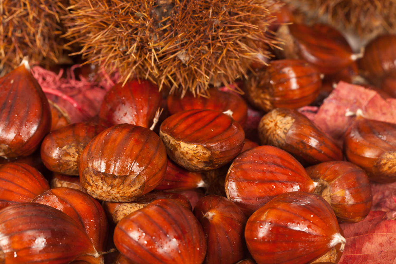 Chinese chestnut