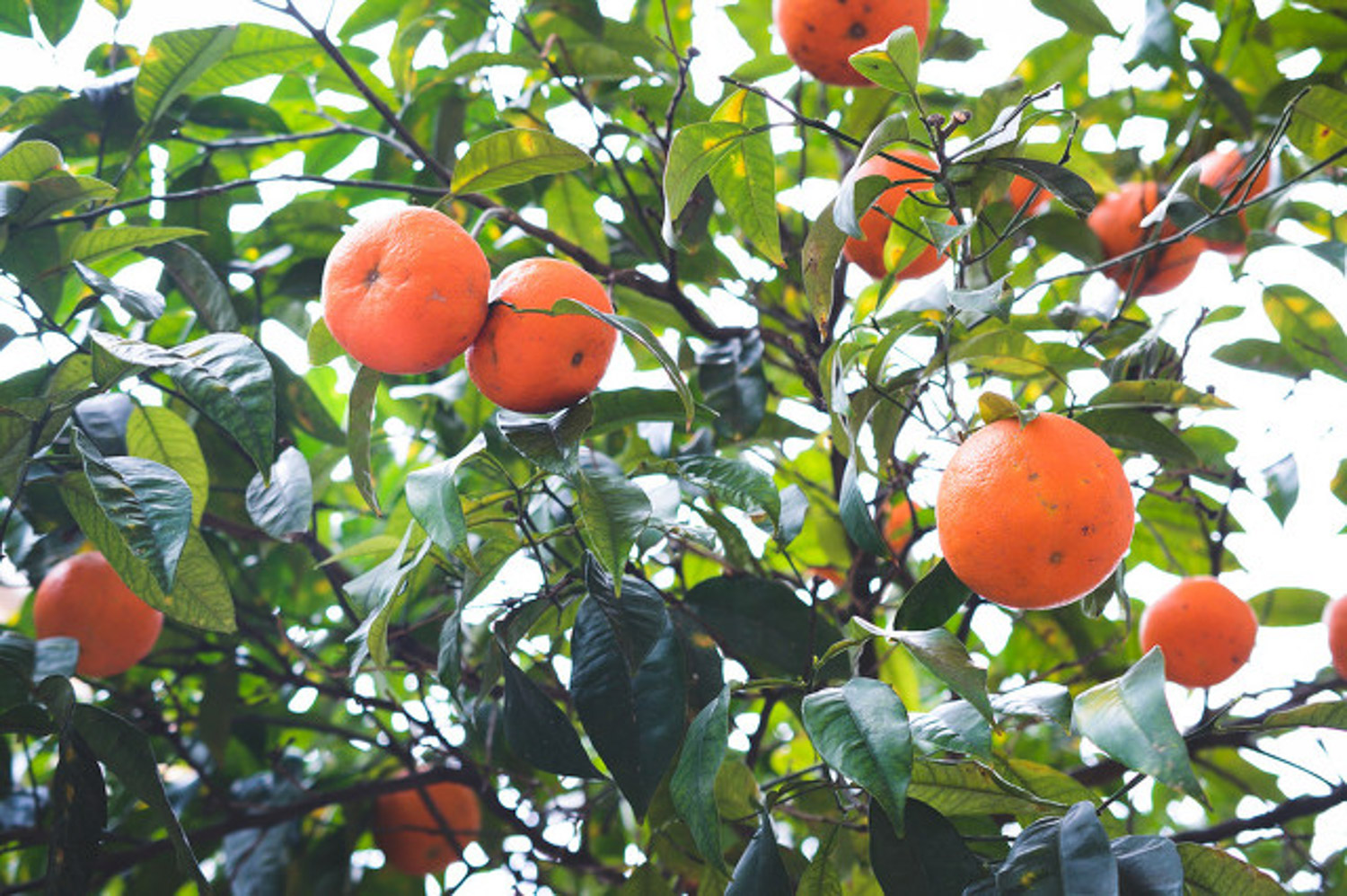 a mandarin orange