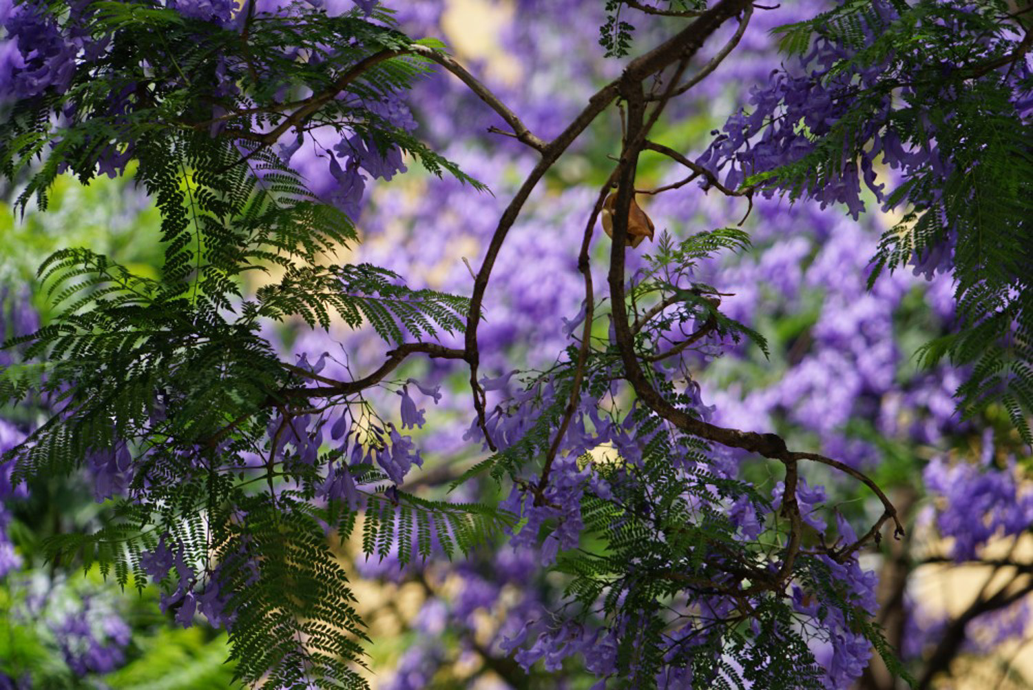 Jacaranda mimosifolia