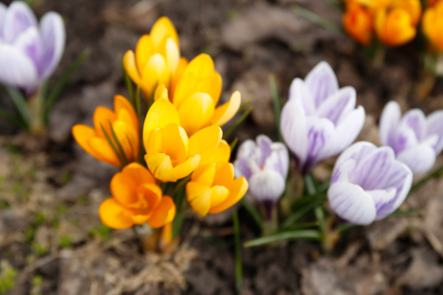 crocus sativus