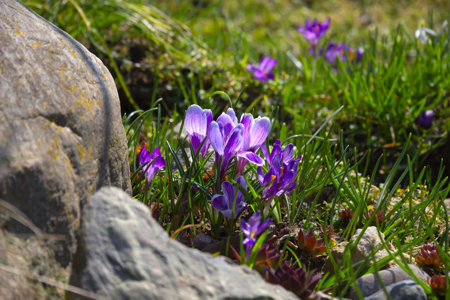 crocus sativus