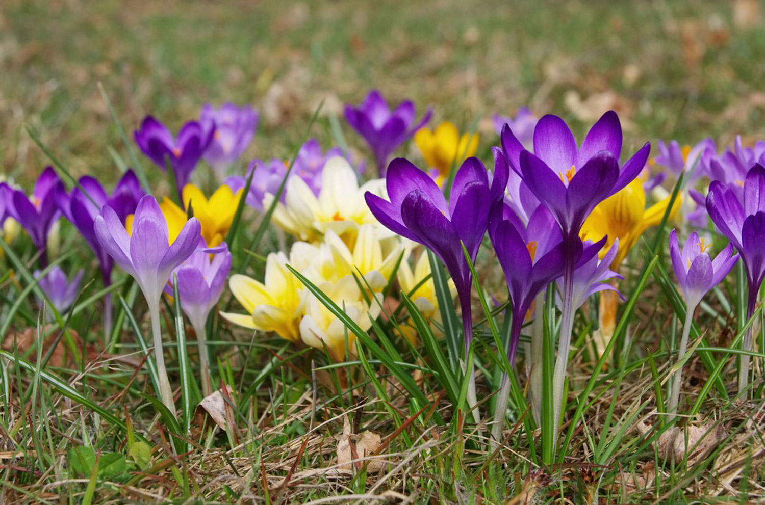 crocus sativus