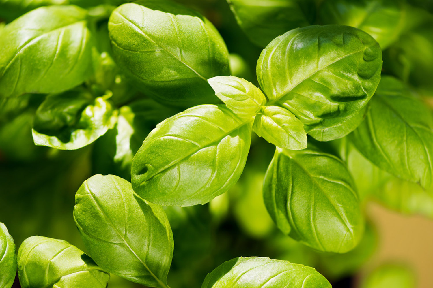 sweet basil