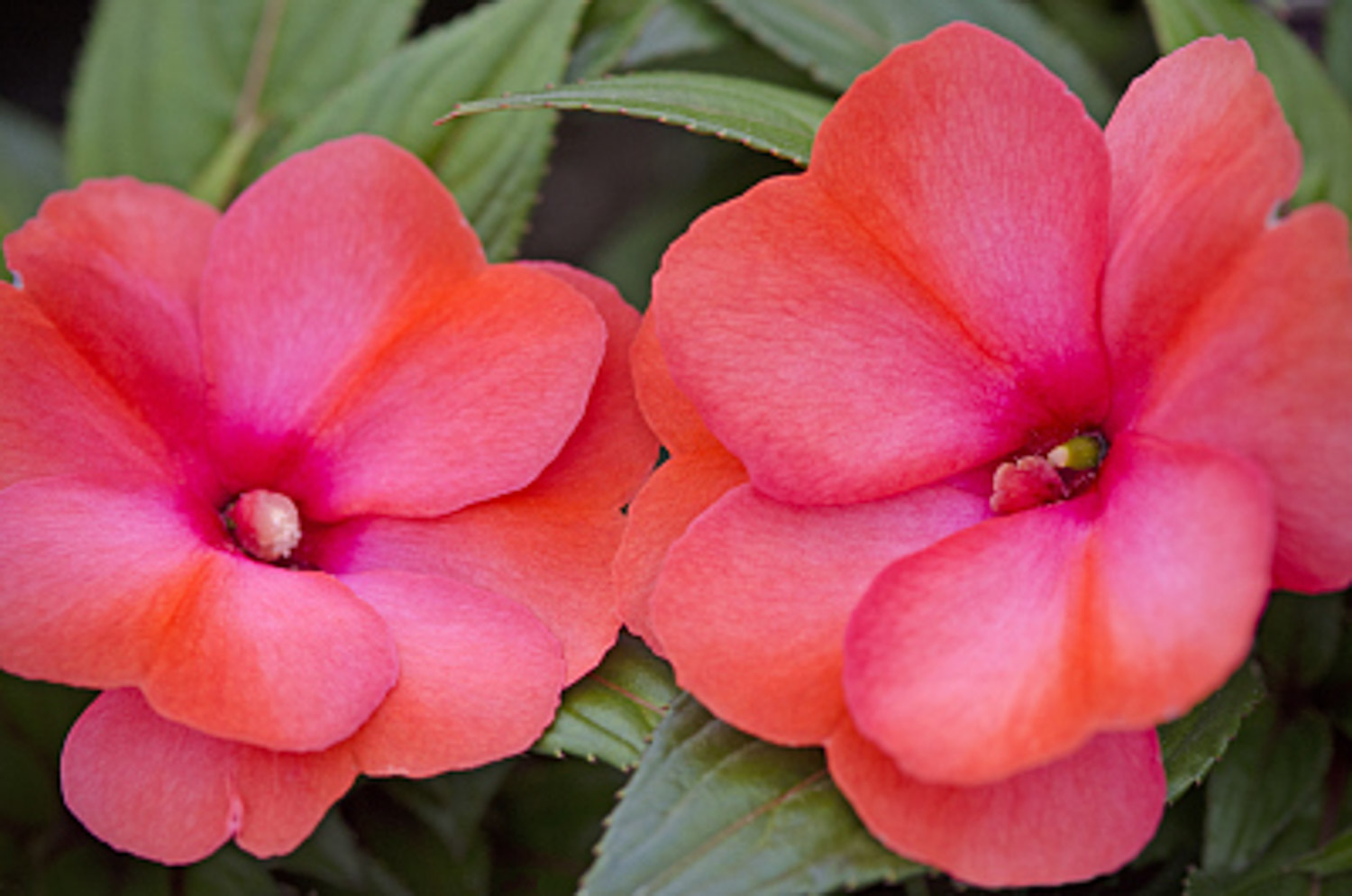 Impatiens