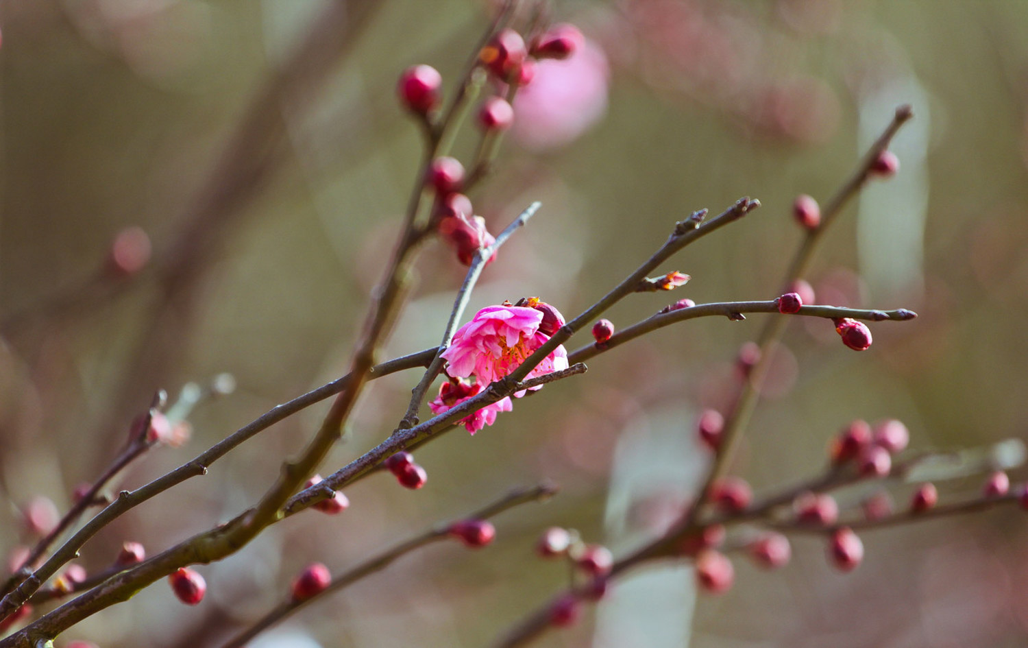 Plum blossom