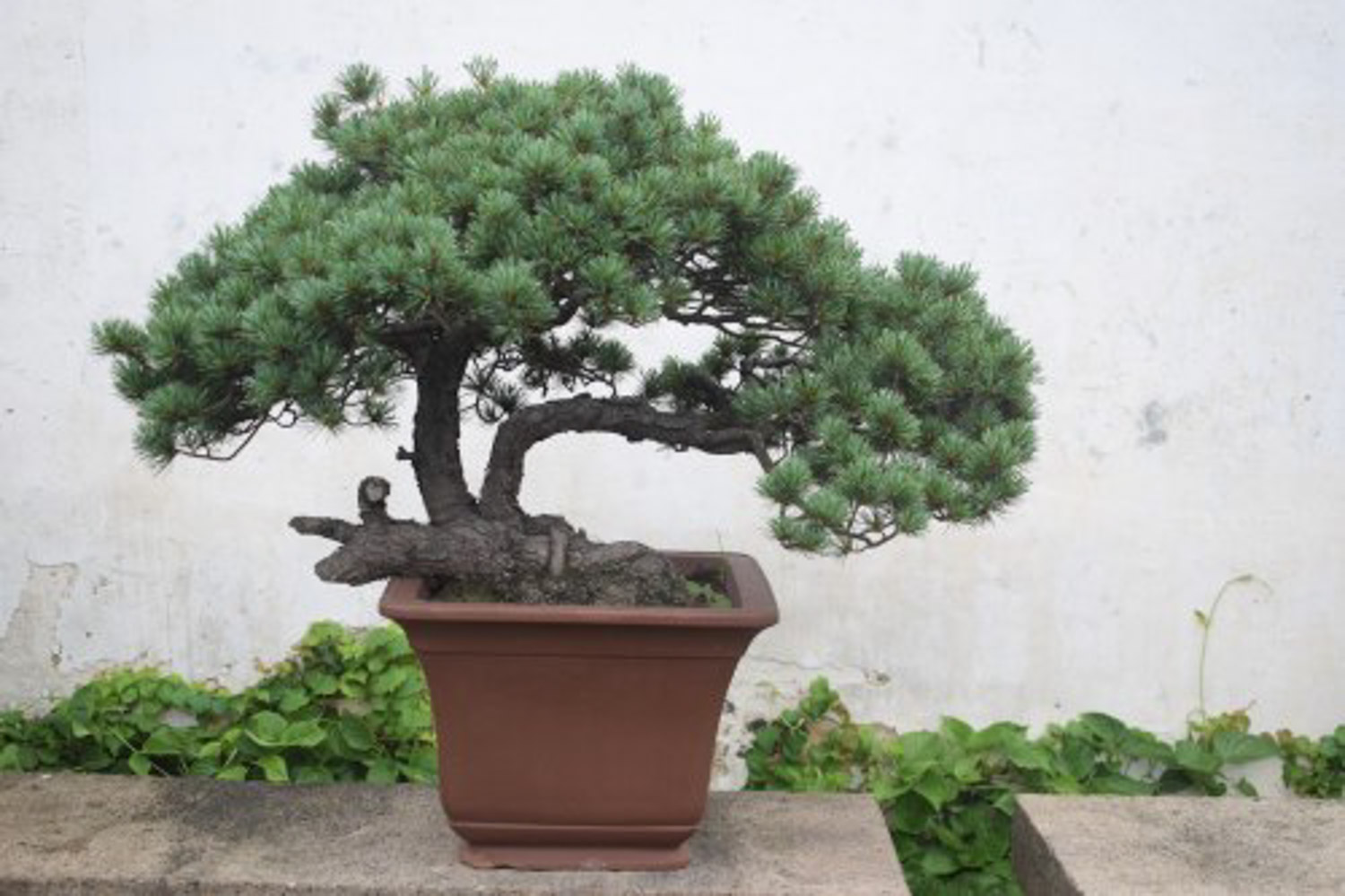 bonsai