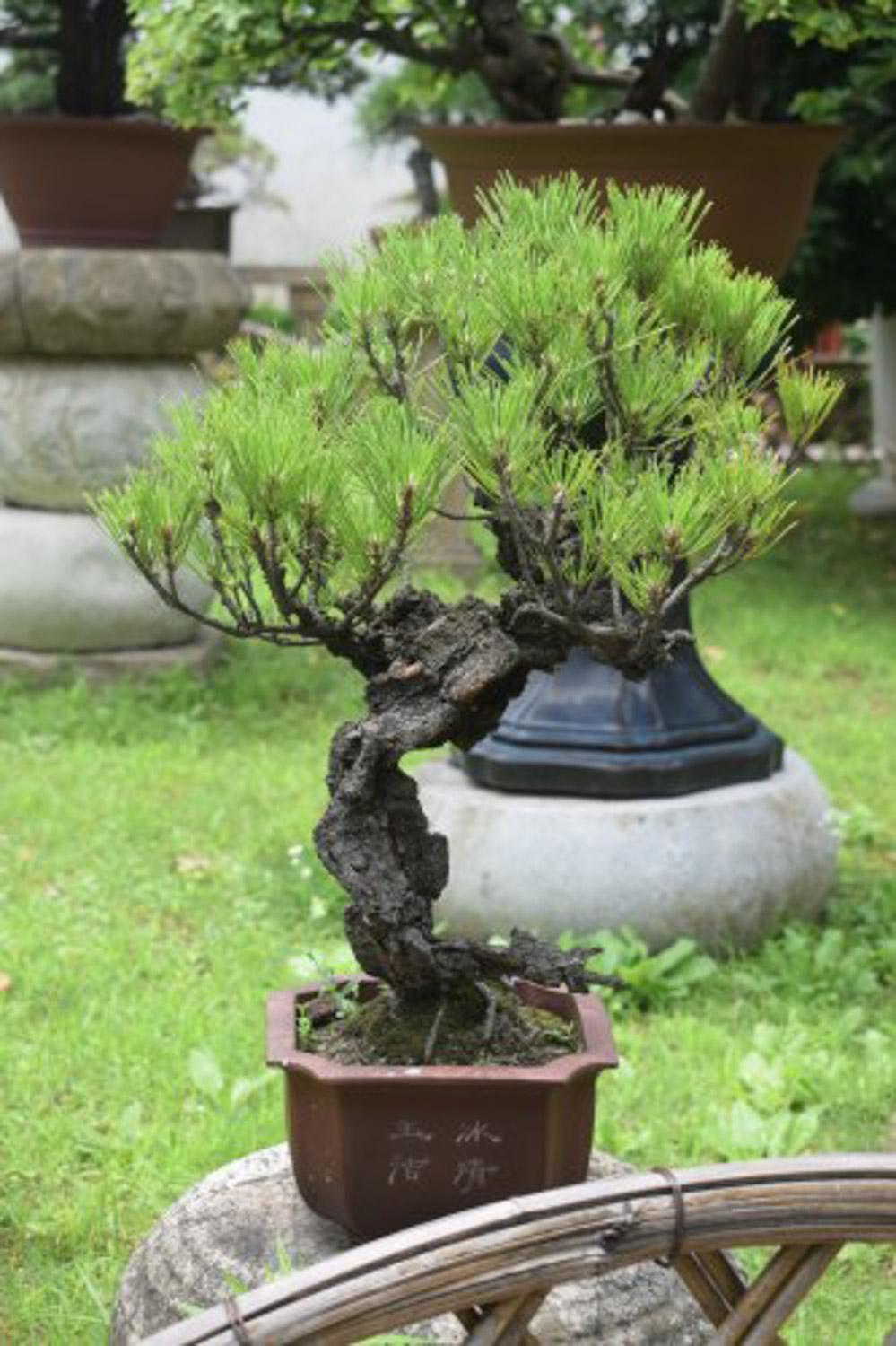 bonsai