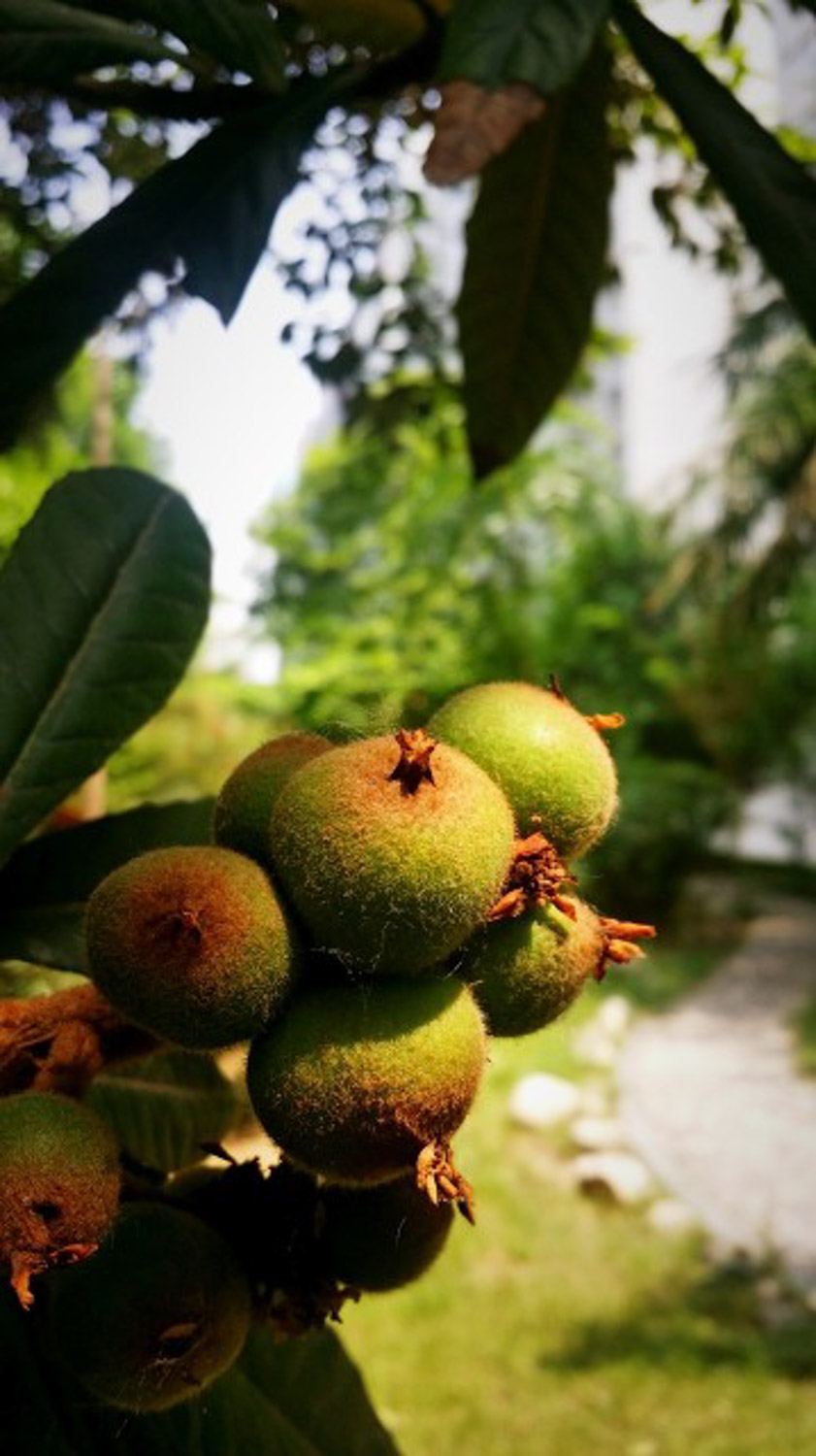 Loquat