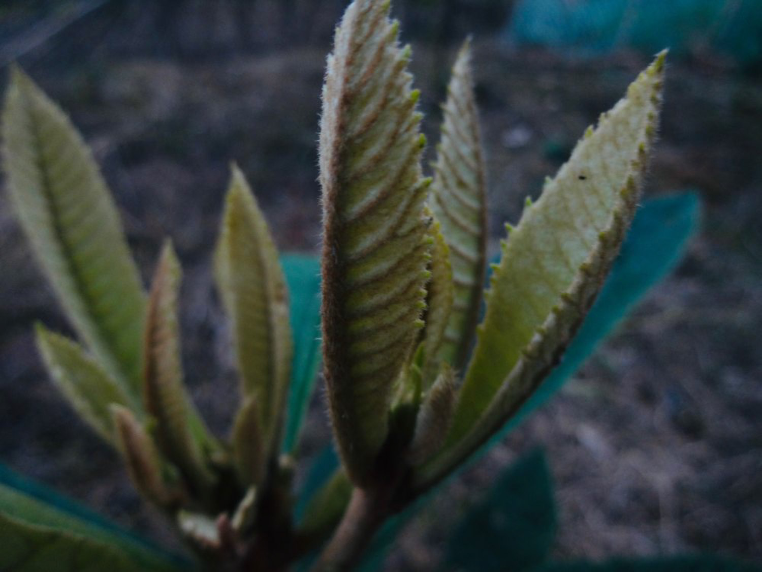 Loquat