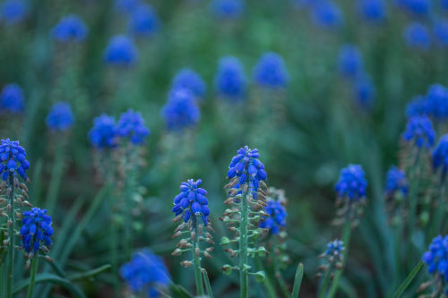 Muscari