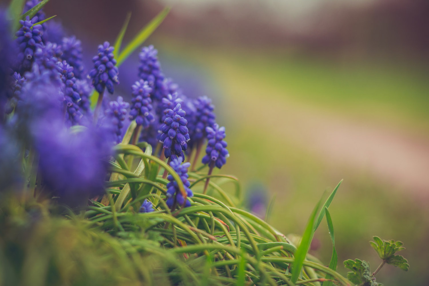 Muscari