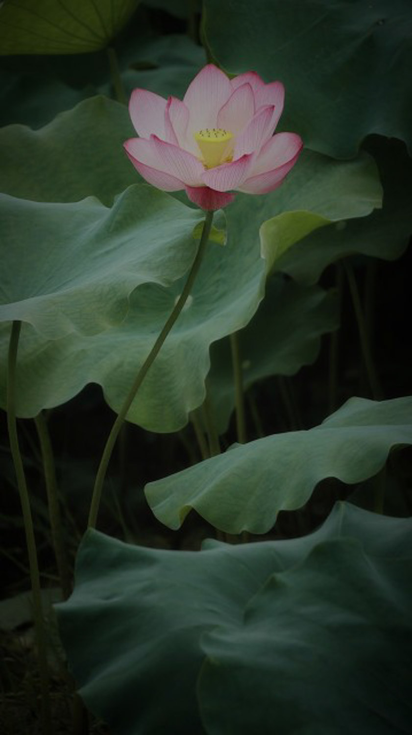 Lotus