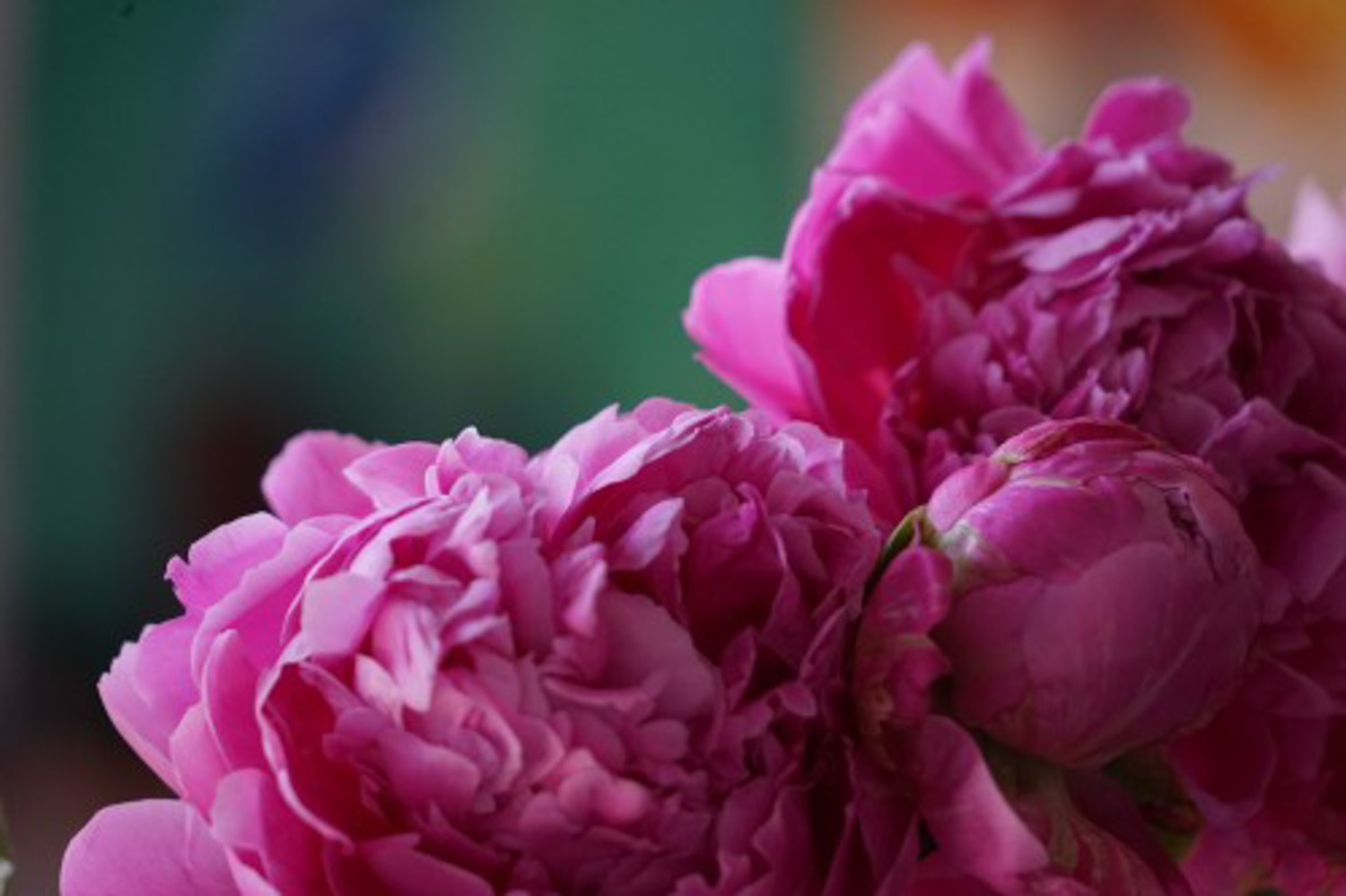 Chinese herbaceous peony