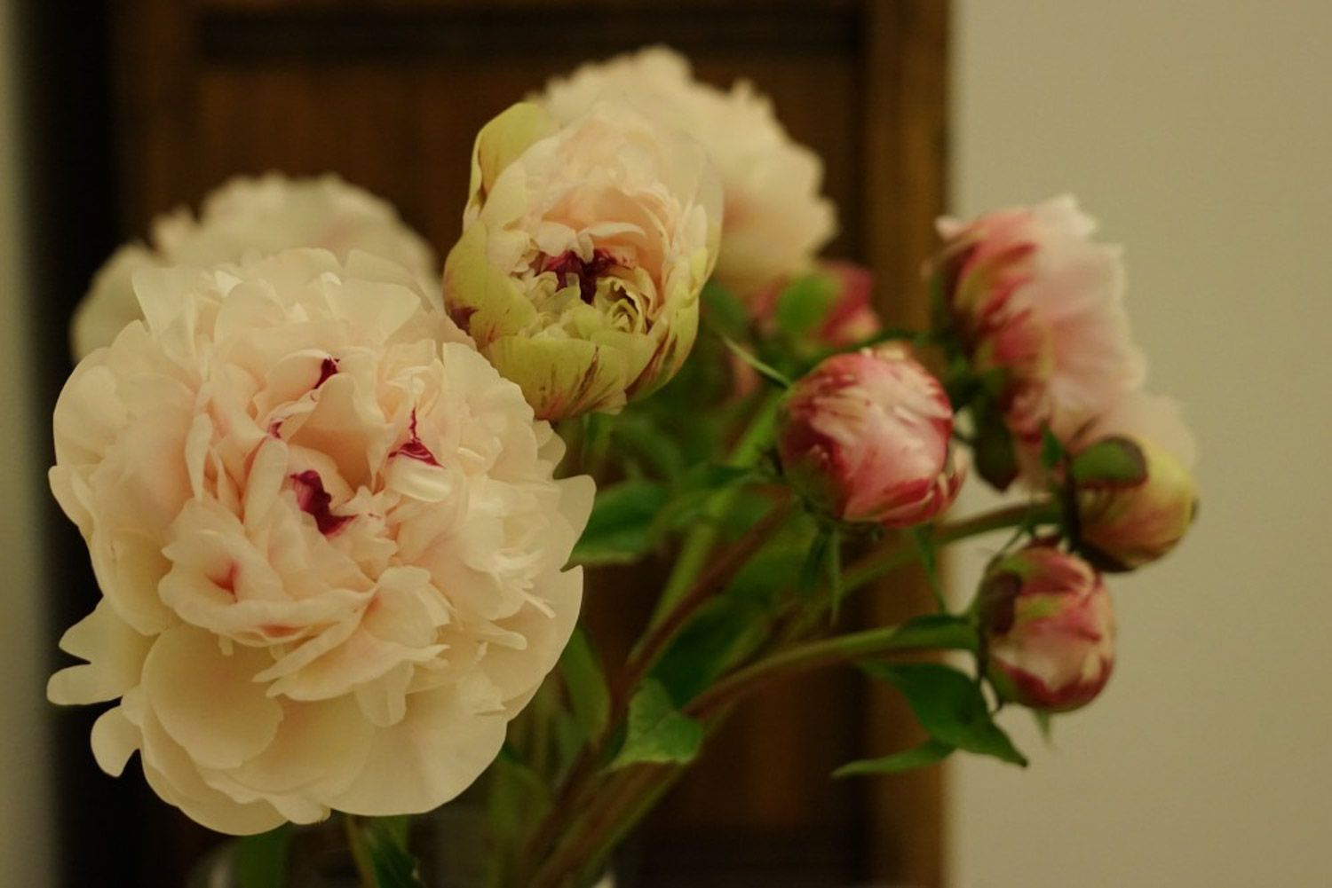 Chinese herbaceous peony