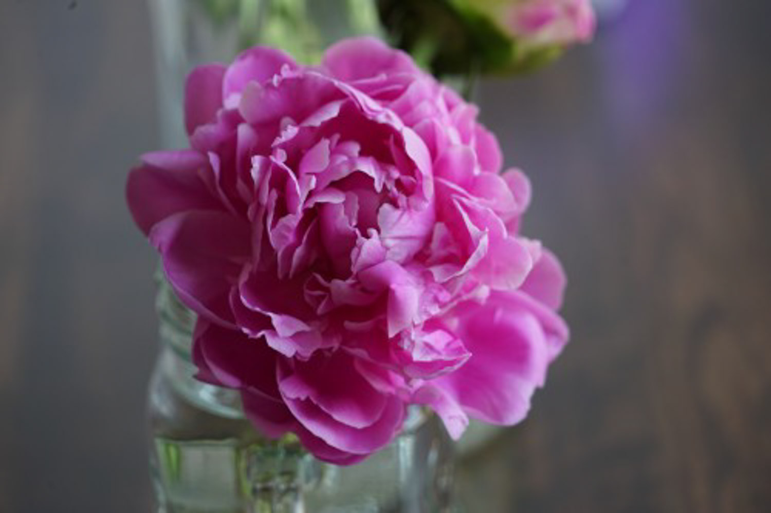 Chinese herbaceous peony