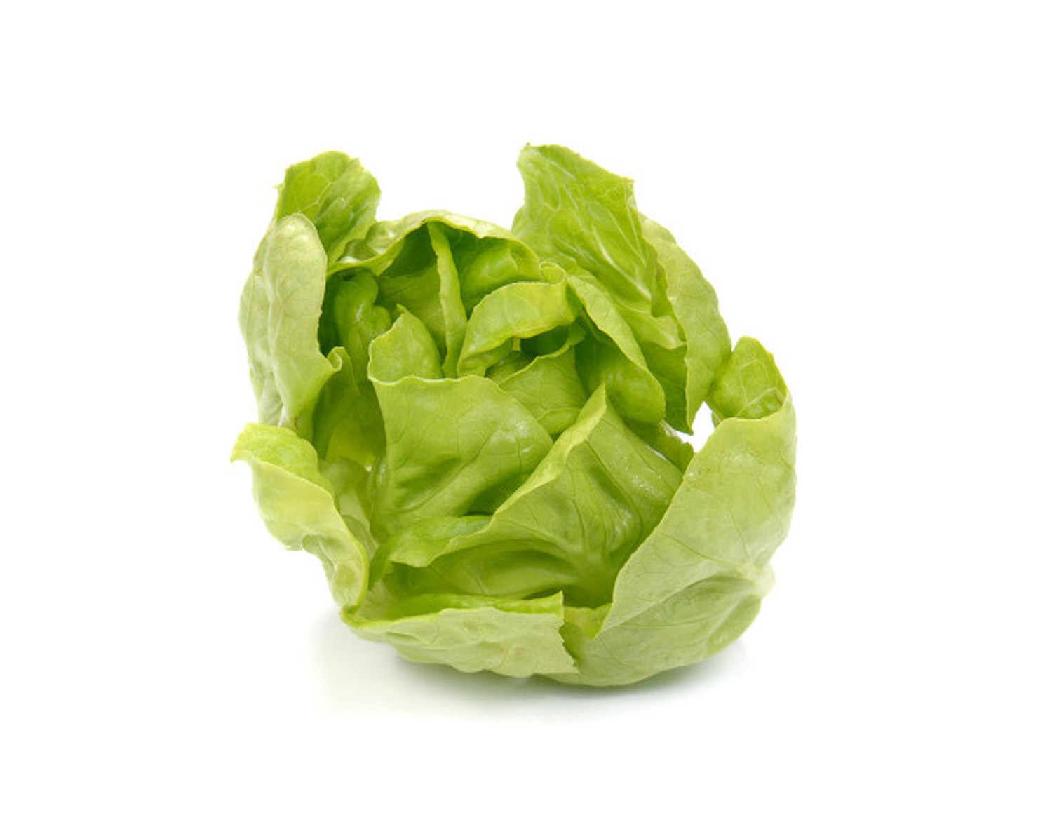 romaine lettuce