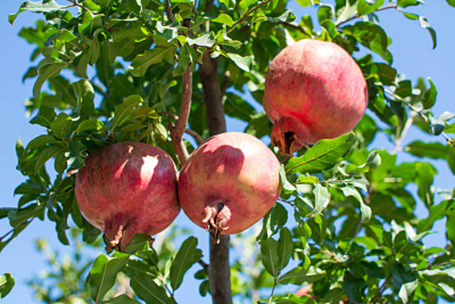 pomegranate