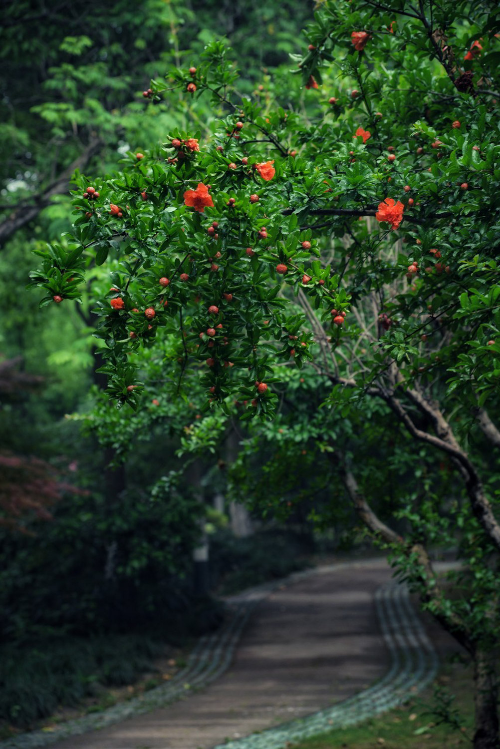 pomegranate