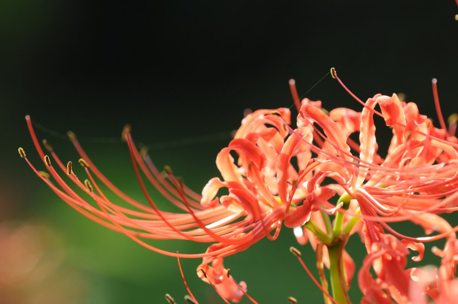 Lycoris radiata