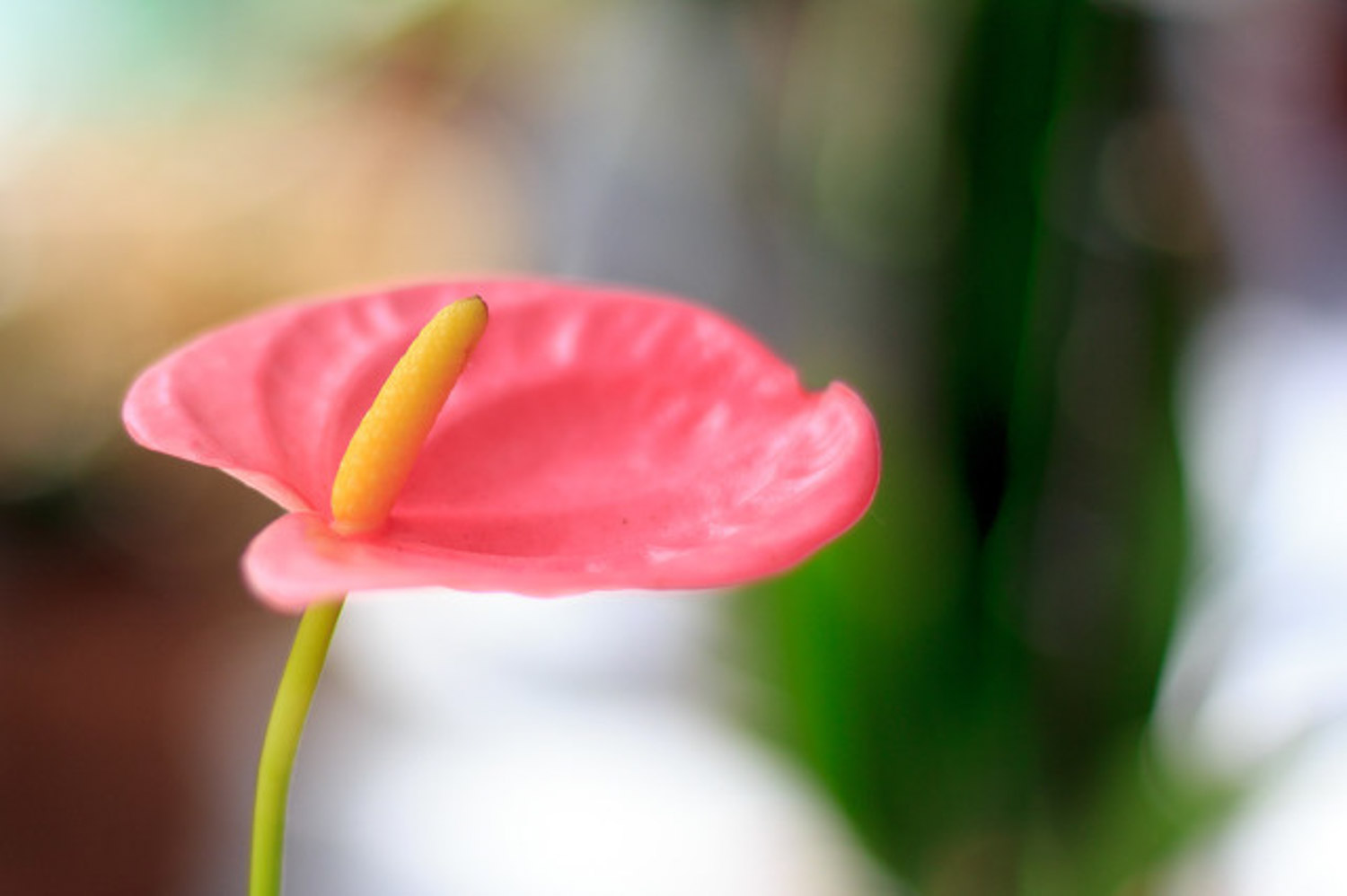 Anthurium