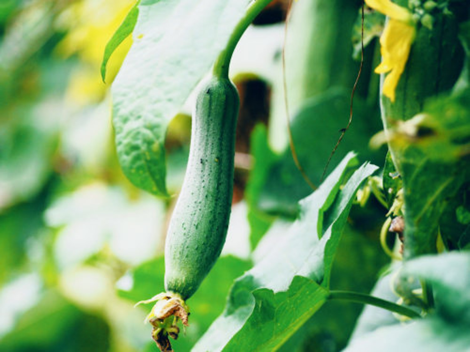 Towel gourd