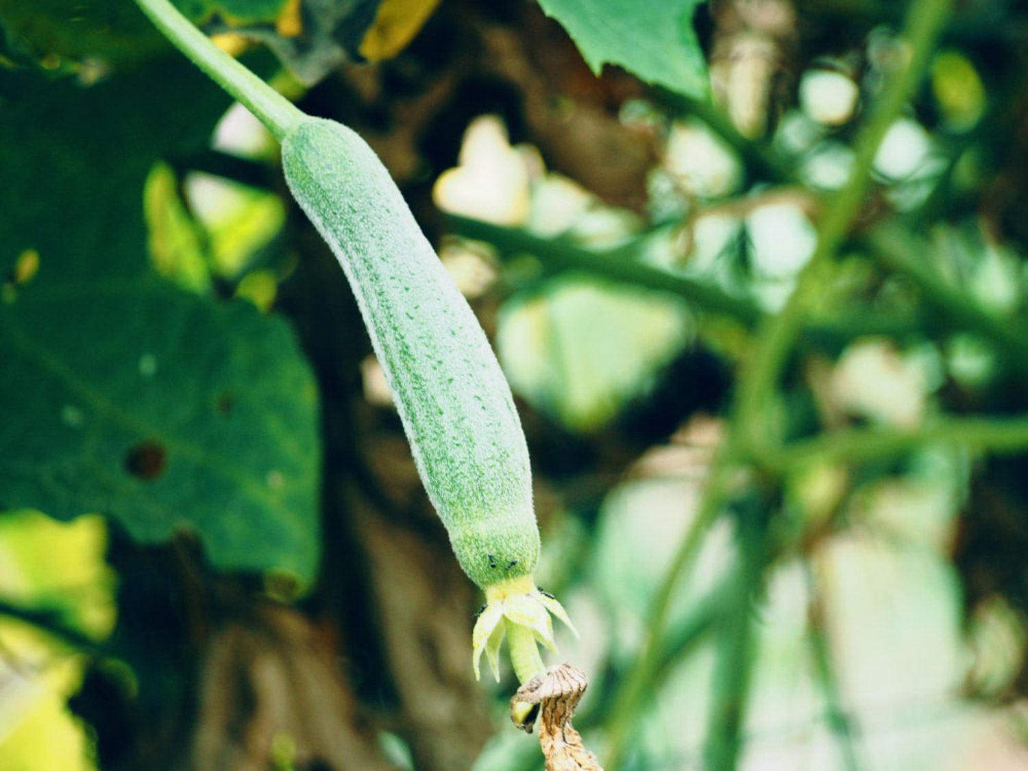 Towel gourd