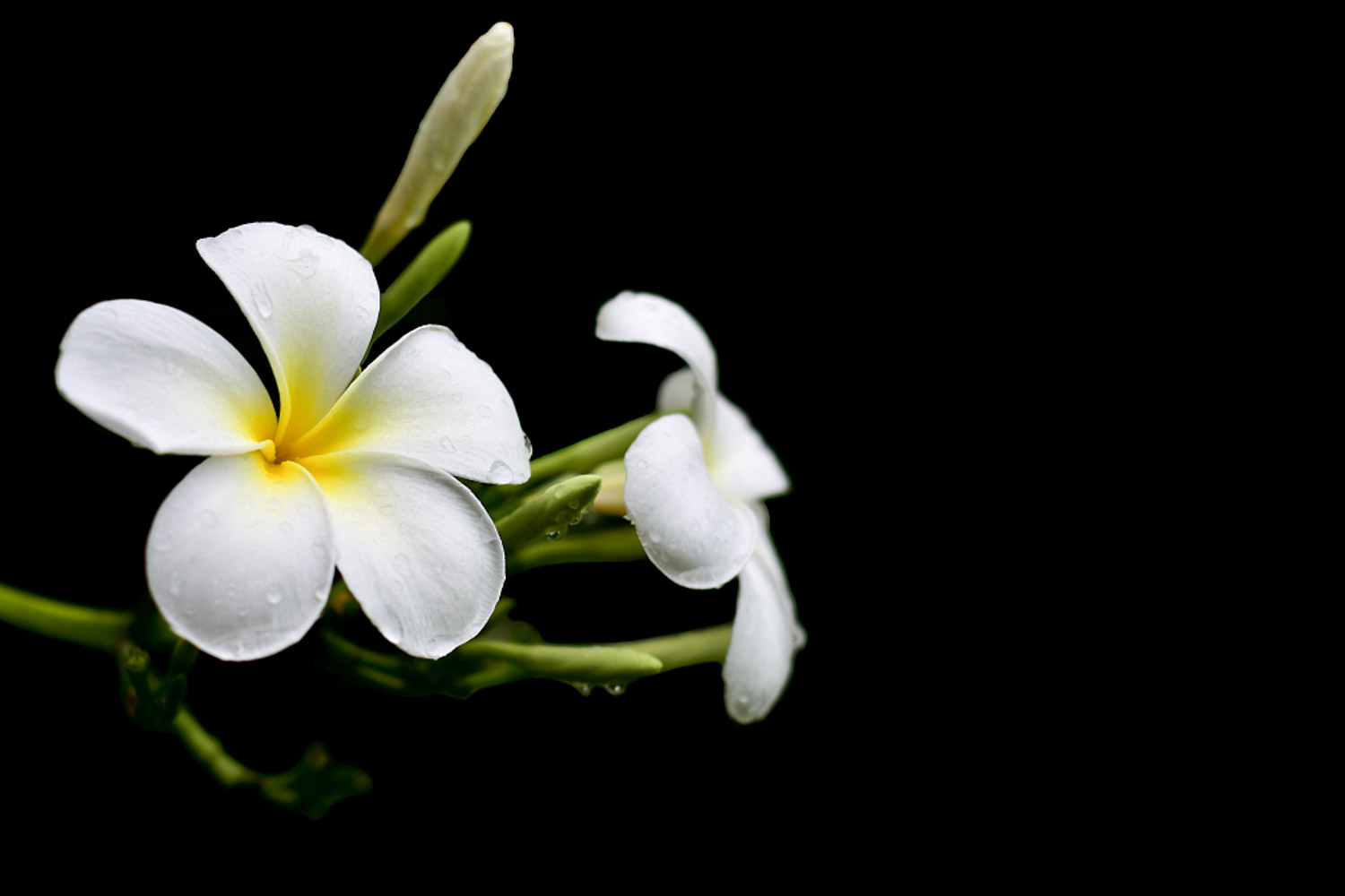 Plumeria rubra