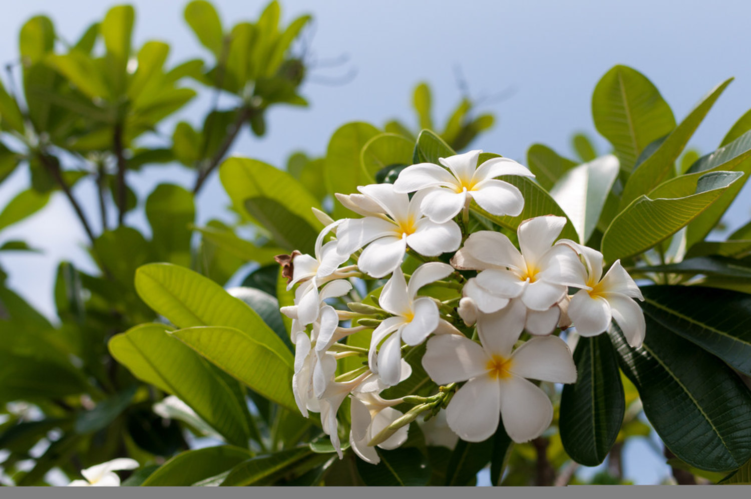 Plumeria rubra