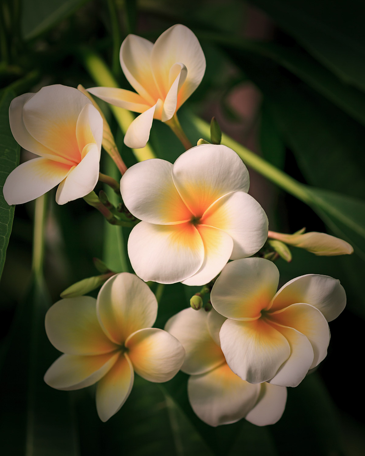 Plumeria rubra