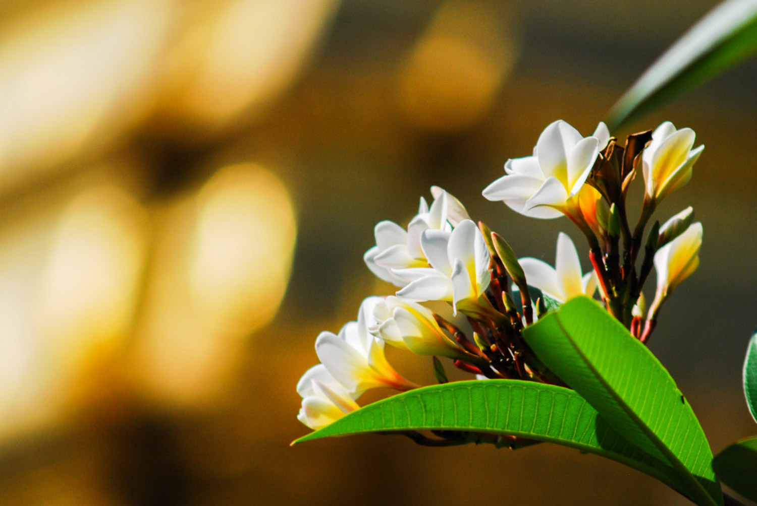 Plumeria rubra