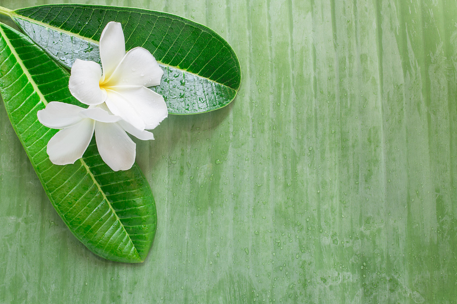 Plumeria rubra