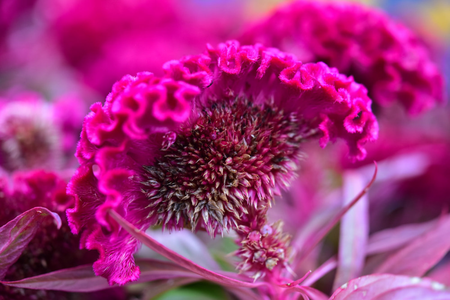 Celosia