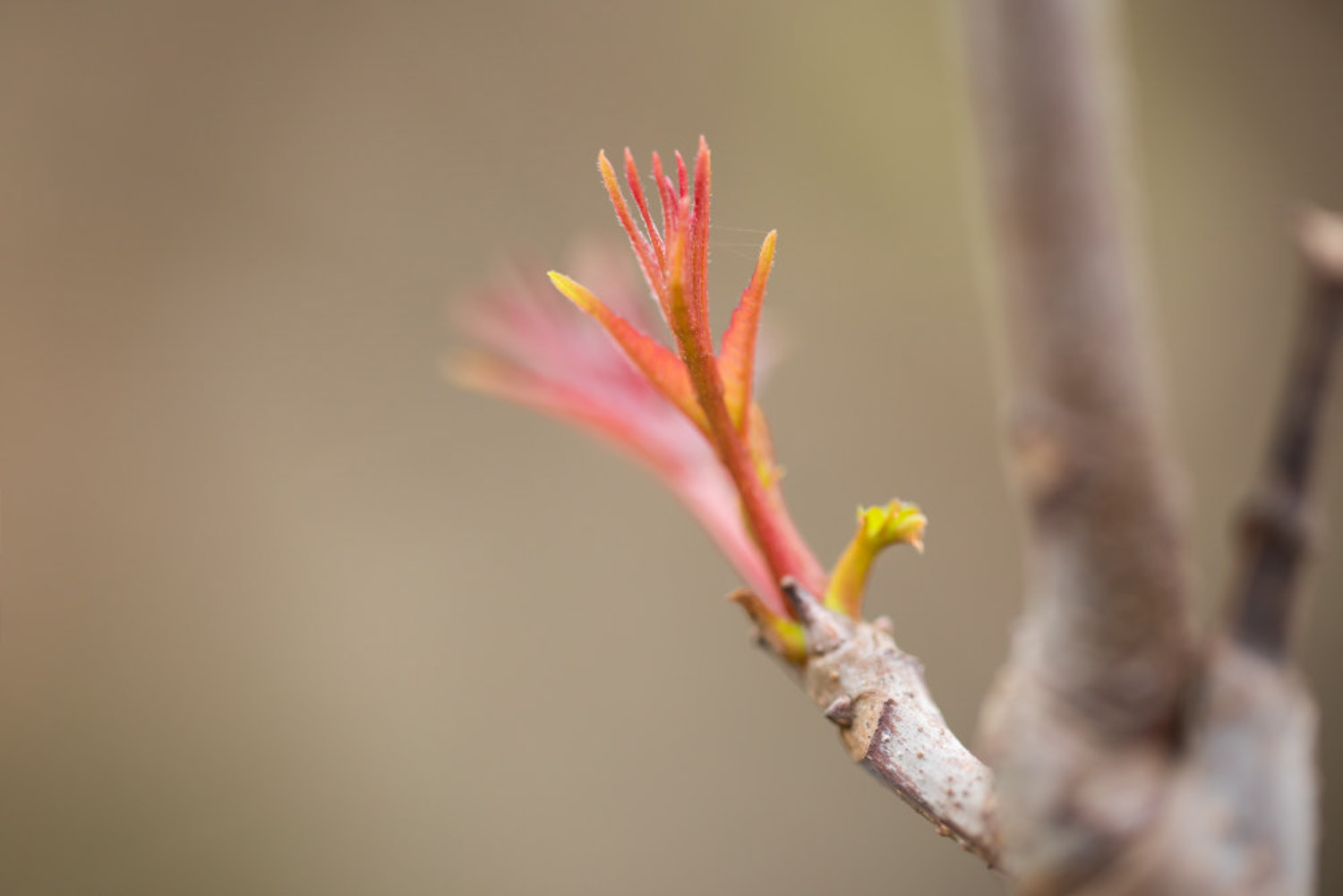 Toona sinensis