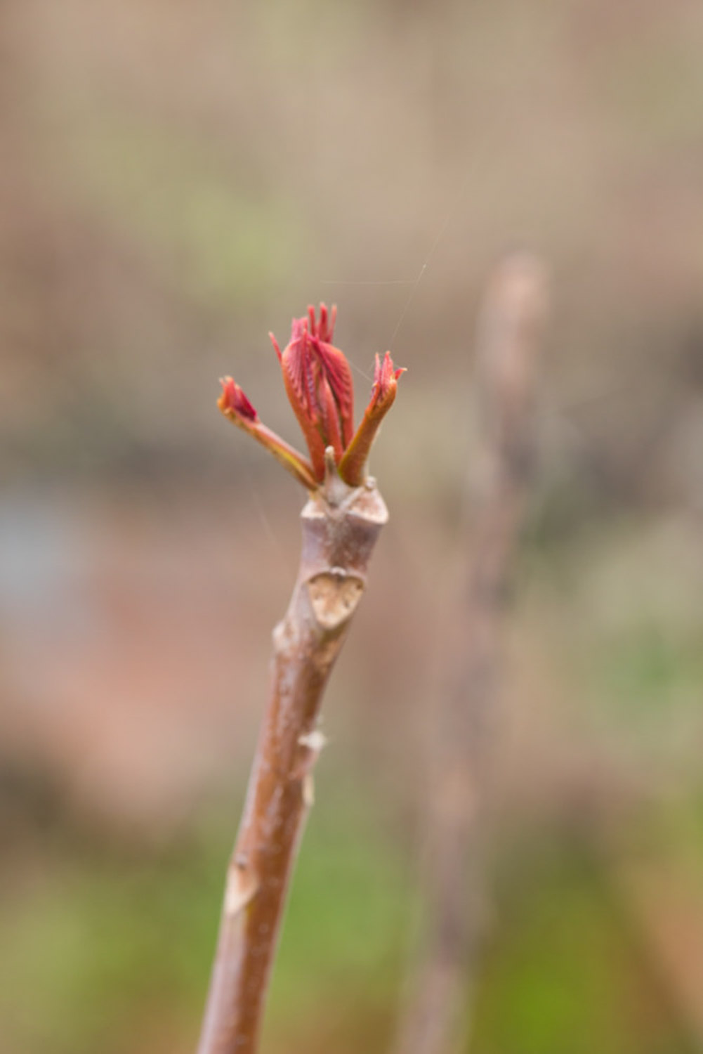 Toona sinensis