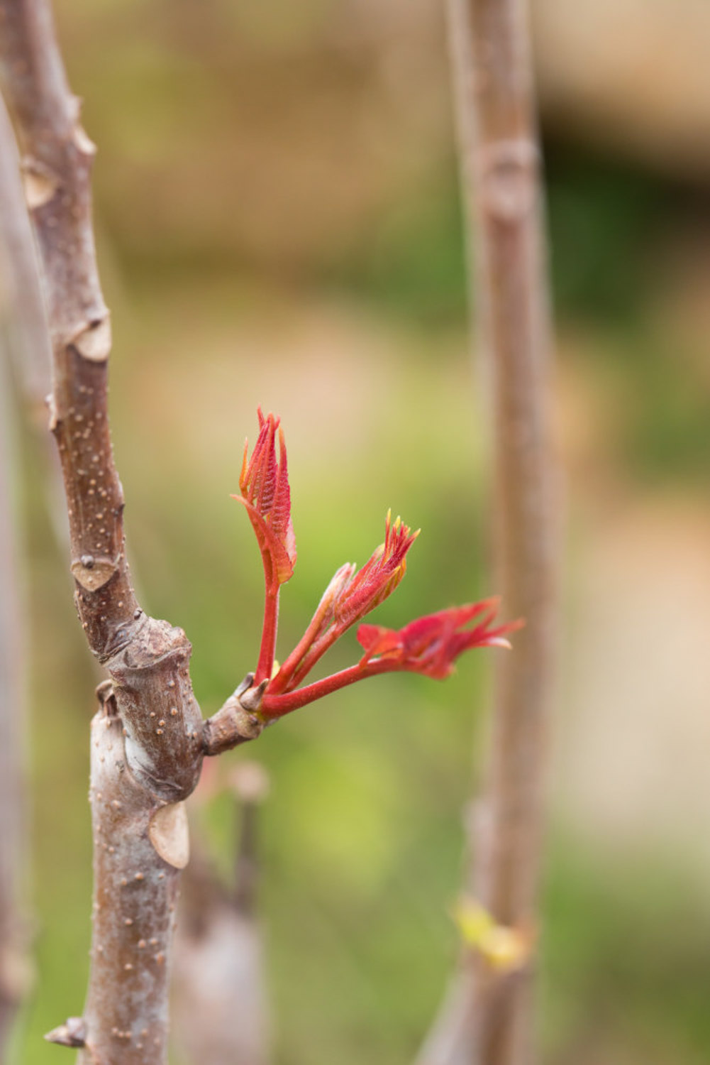 Toona sinensis