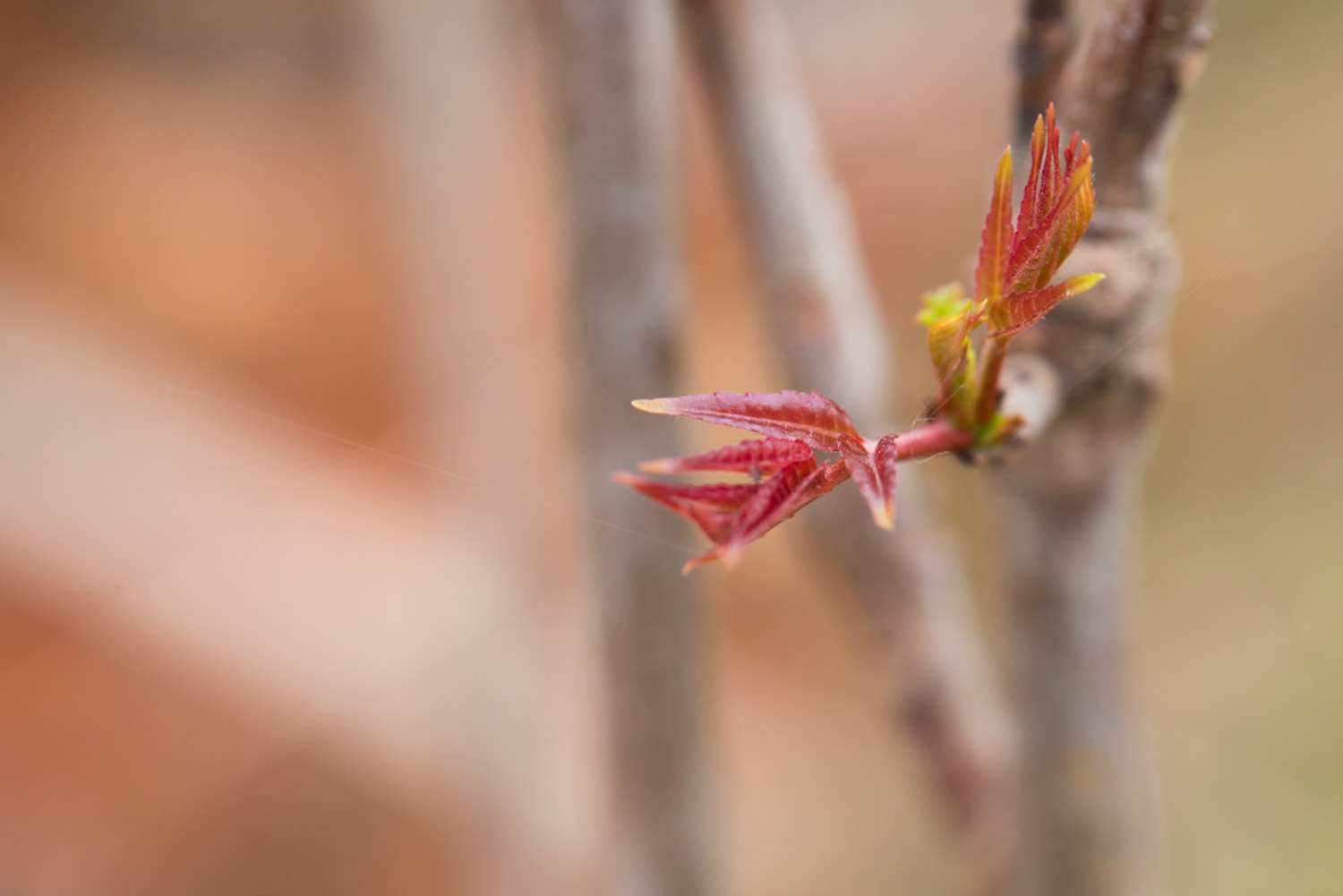 Toona sinensis