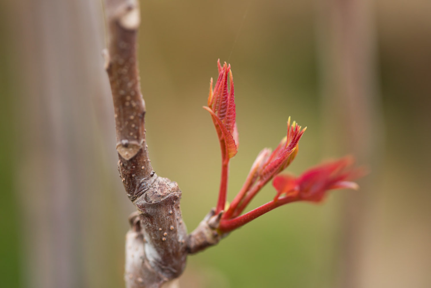 Toona sinensis