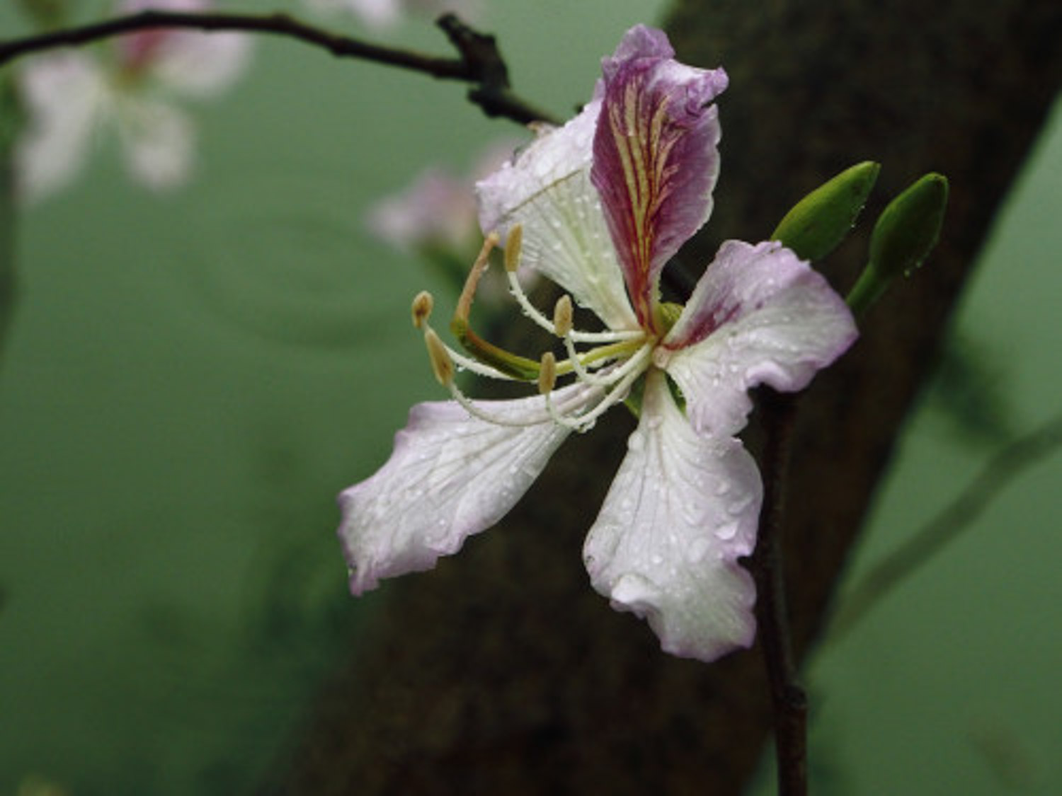 Bauhinia