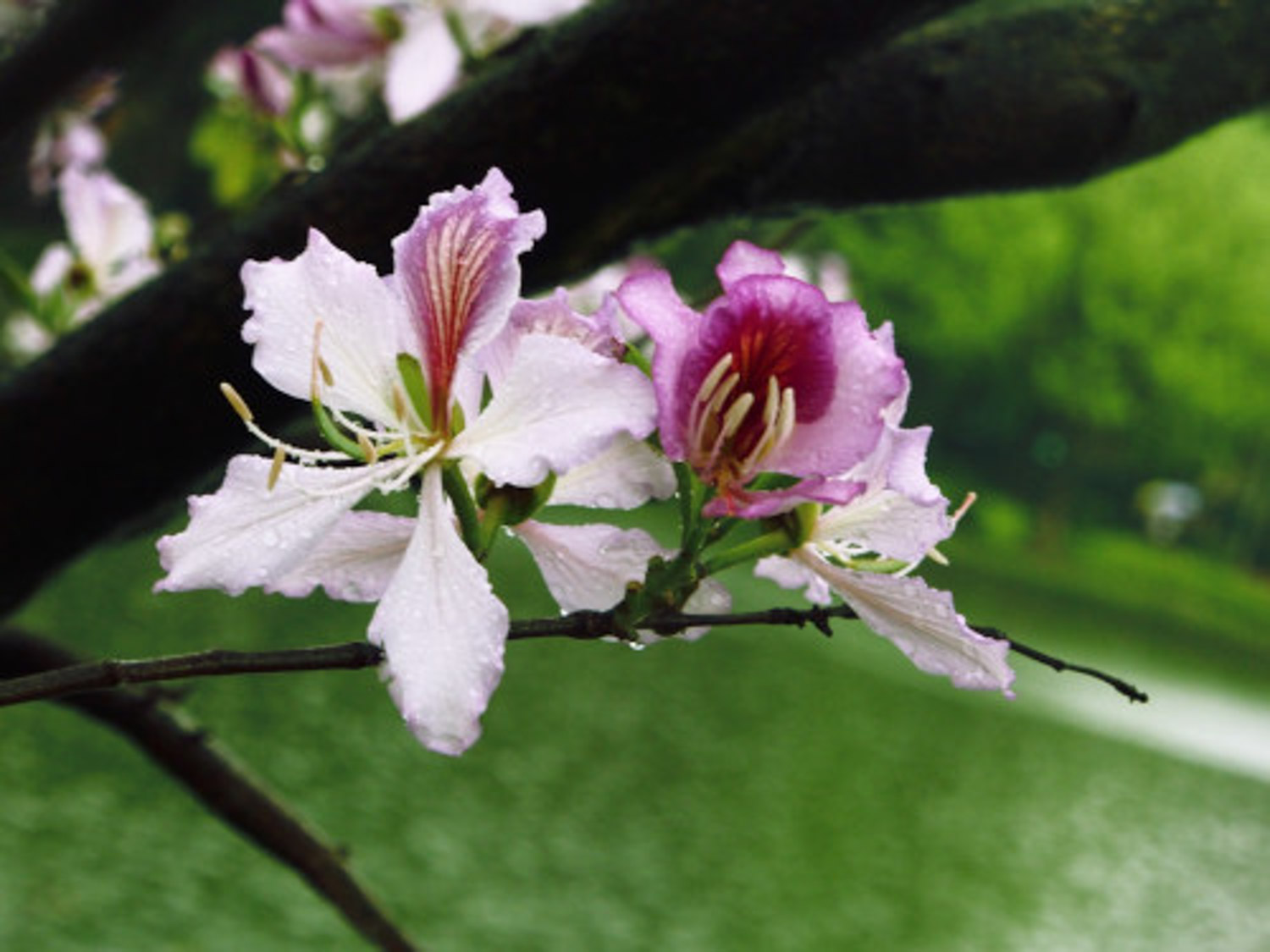 Bauhinia