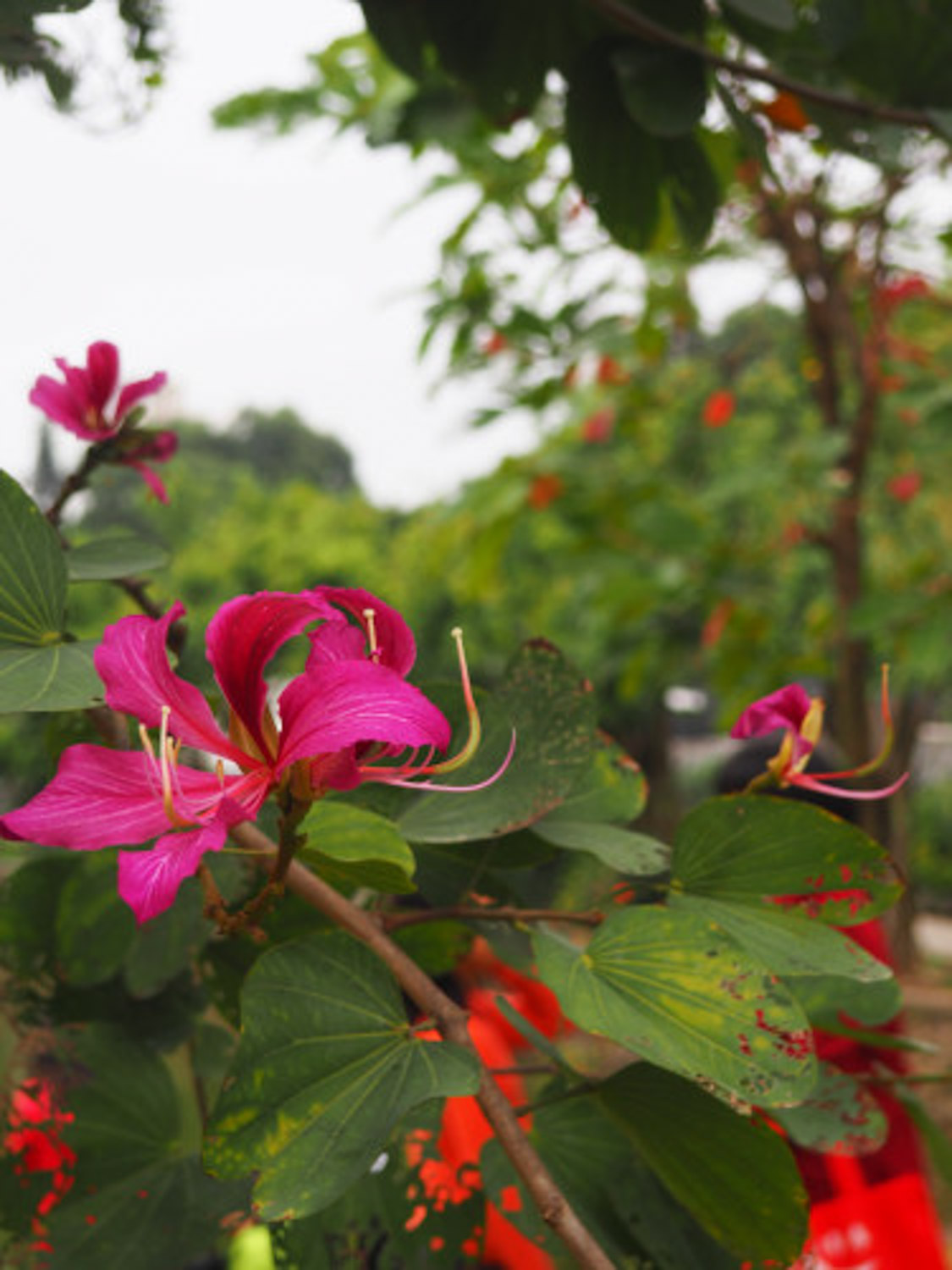 Bauhinia