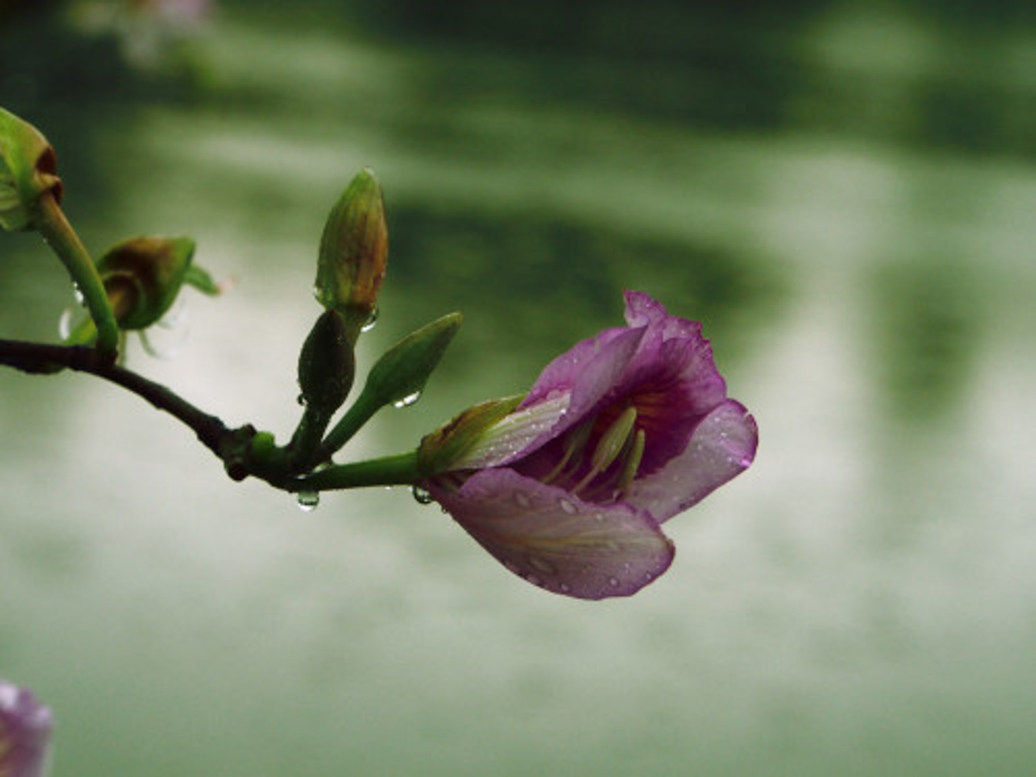 Bauhinia