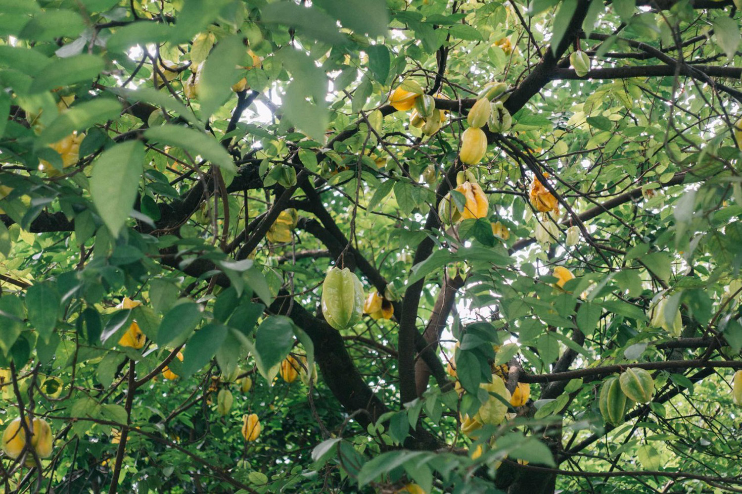 Carambola