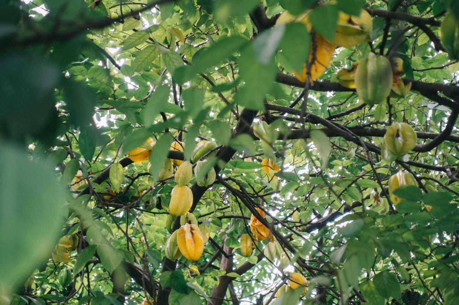 Carambola