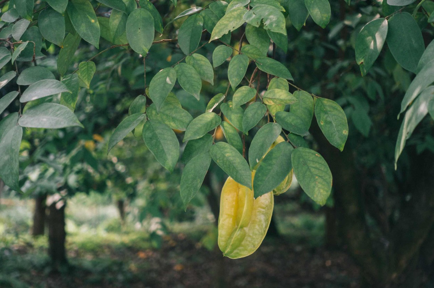 Carambola