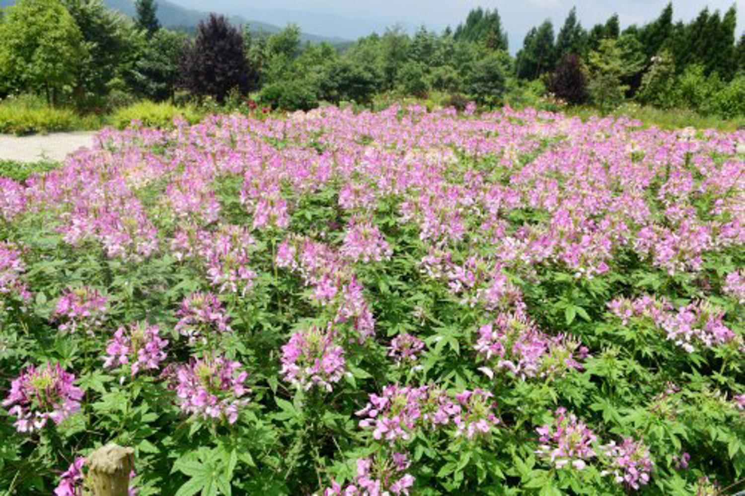 spiderflower