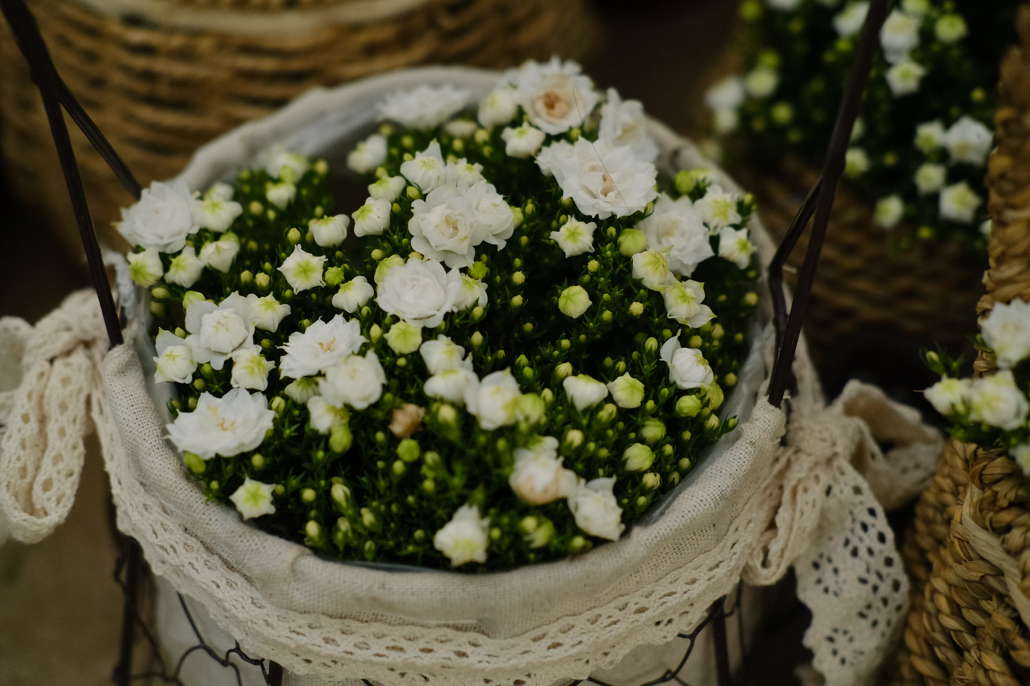 Danish Campanula flower