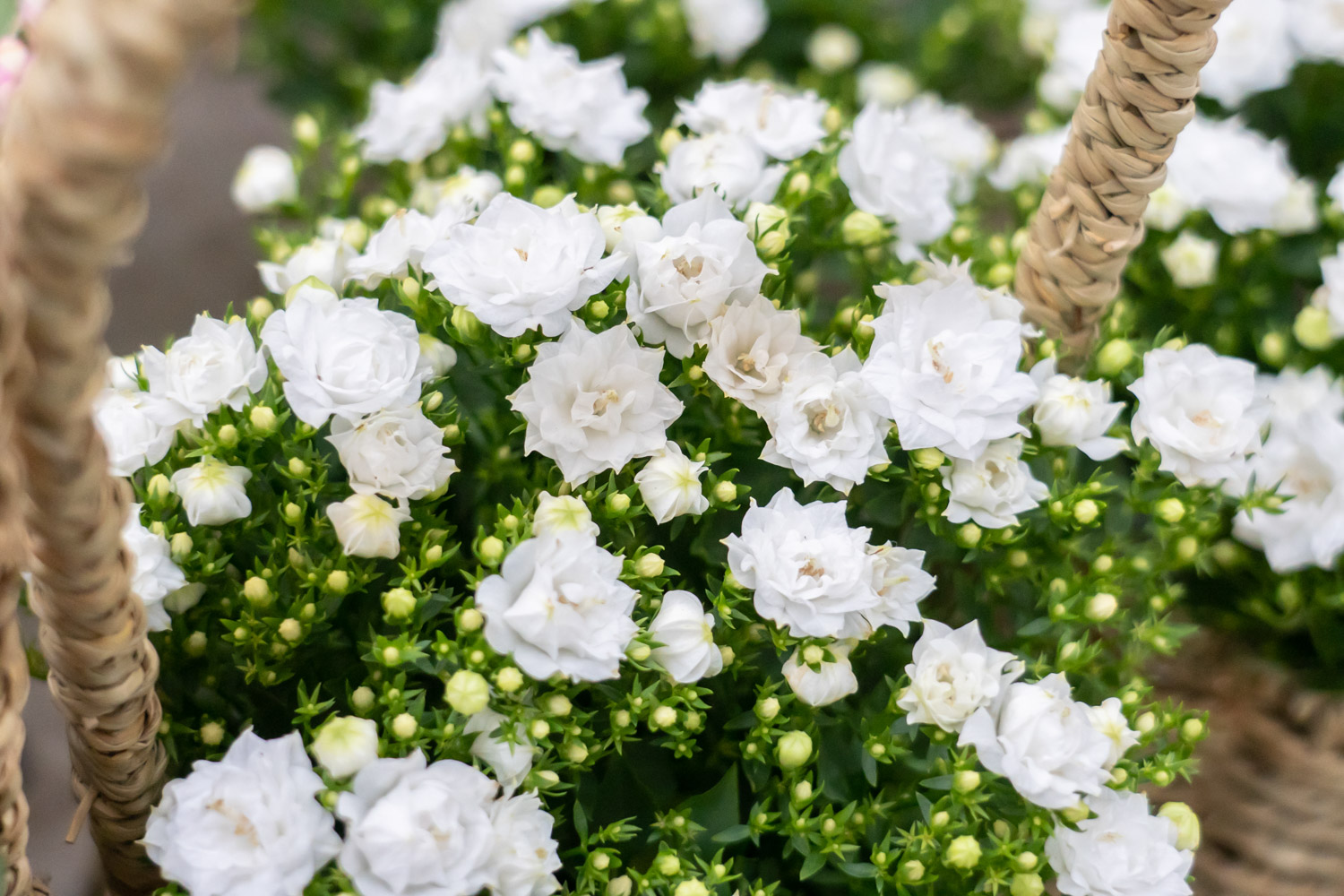 Danish Campanula flower