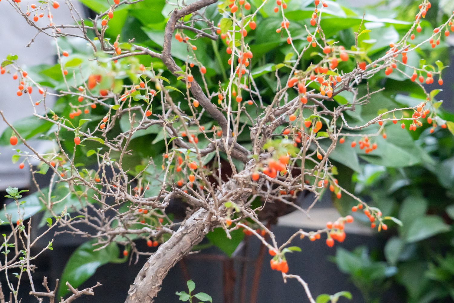 Chinese wolfberry